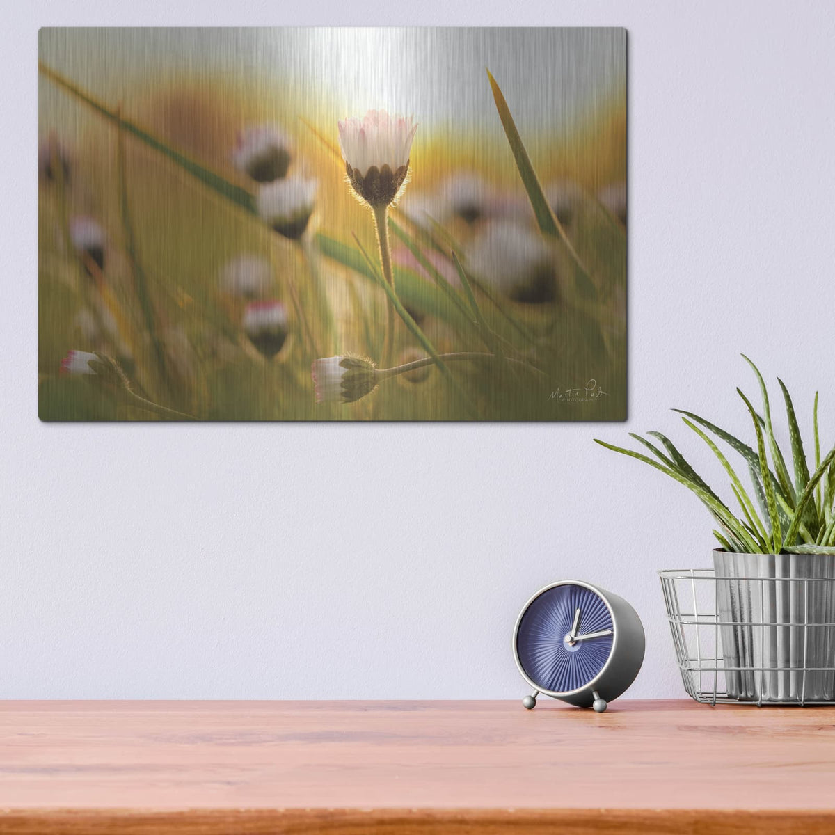 'Daisy at Sunset' by Martin Podt – Metal Wall Art, 16x12 room view