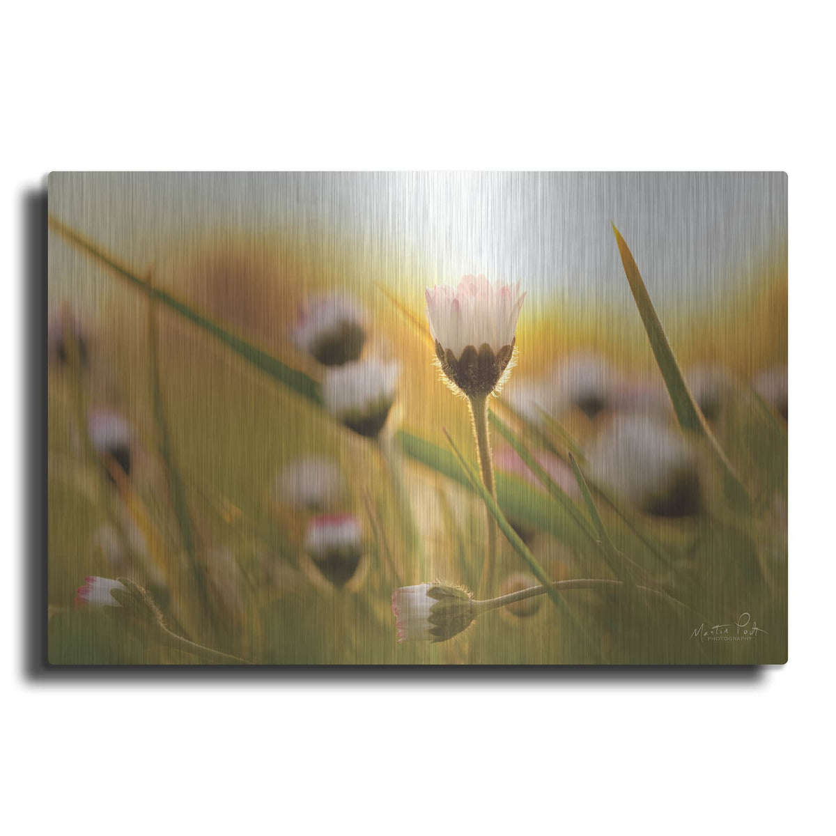 'Daisy at Sunset' by Martin Podt – Metal Wall Art