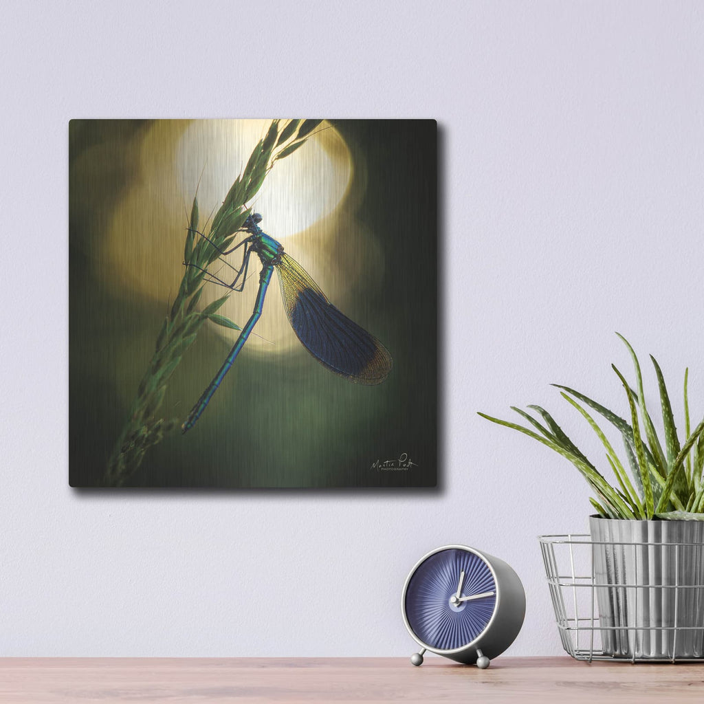 'Damselfly in Backlight' by Martin Podt – Metal Wall Art, 12x12 room view