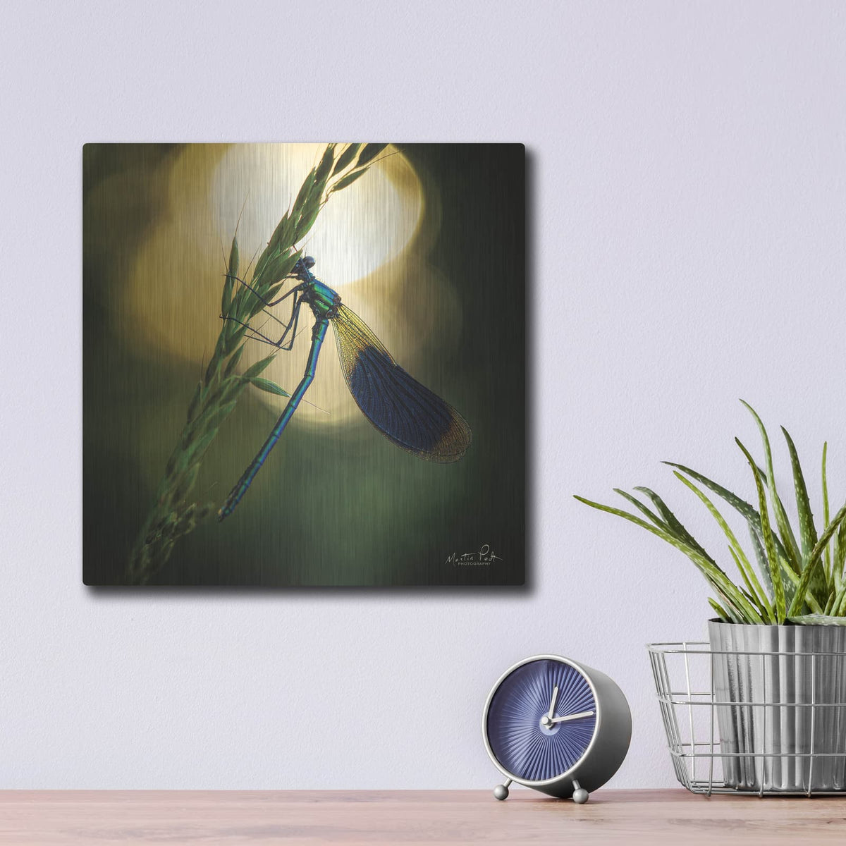 'Damselfly in Backlight' by Martin Podt – Metal Wall Art, 12x12 room view