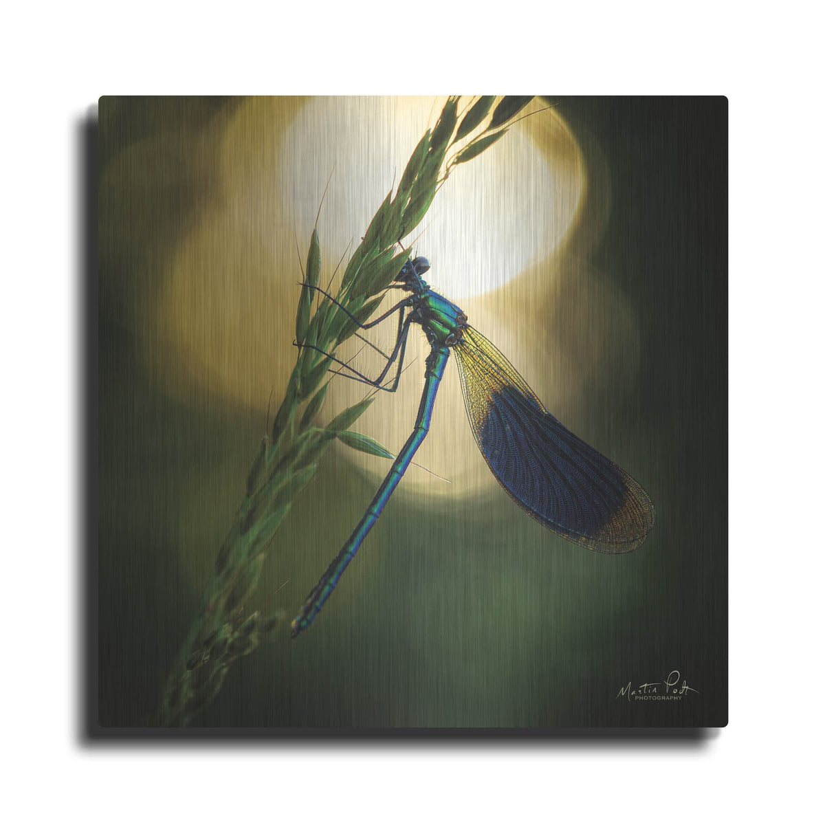 'Damselfly in Backlight' by Martin Podt – Metal Wall Art