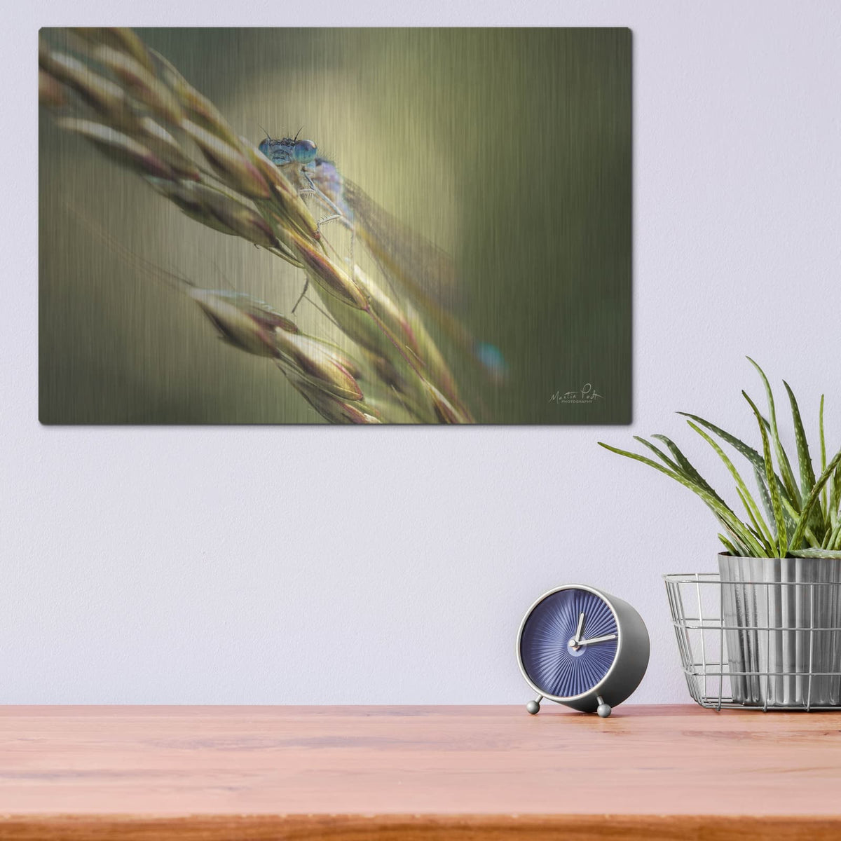 'Damselfly' by Martin Podt – Metal Wall Art, 16x12 room view