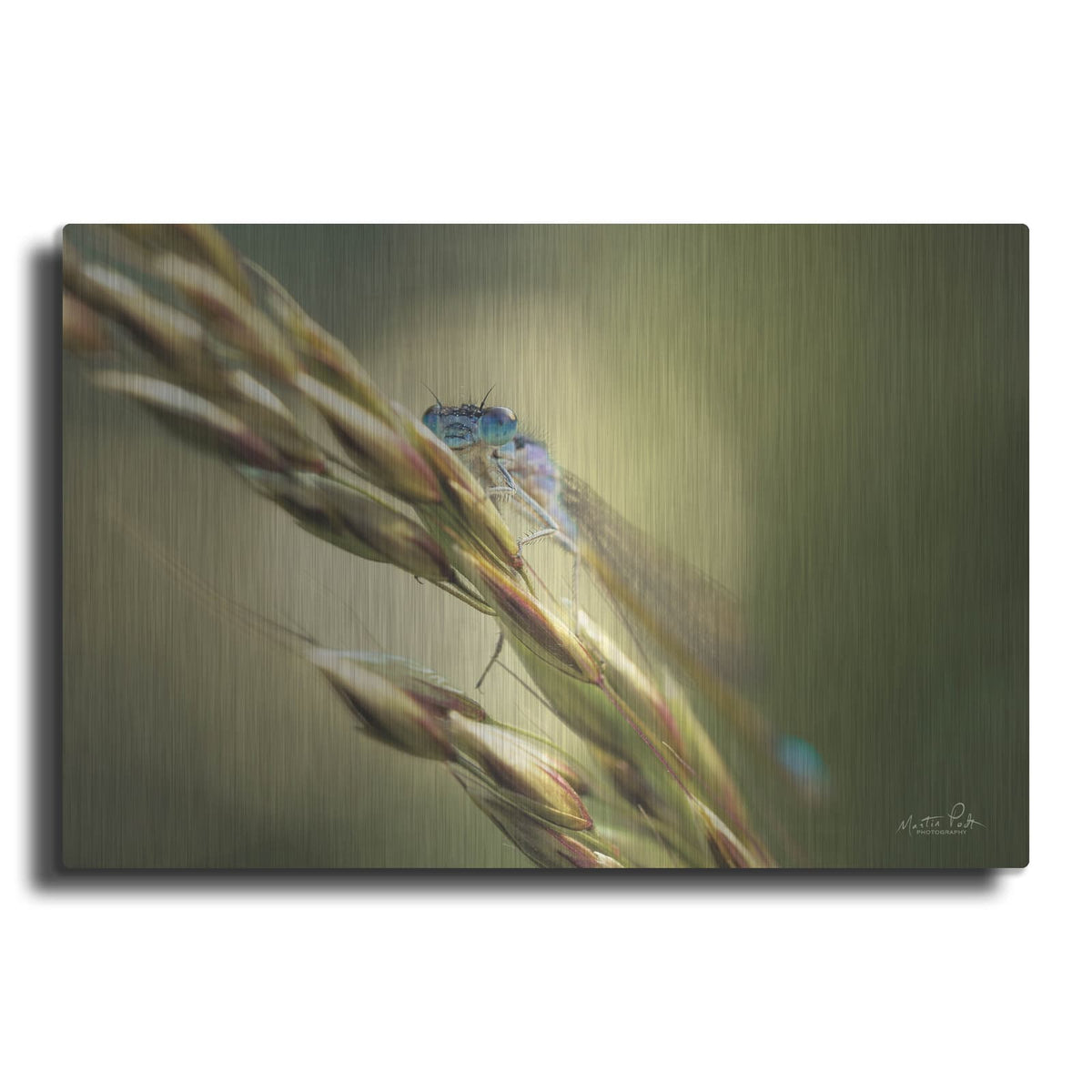 'Damselfly' by Martin Podt – Metal Wall Art