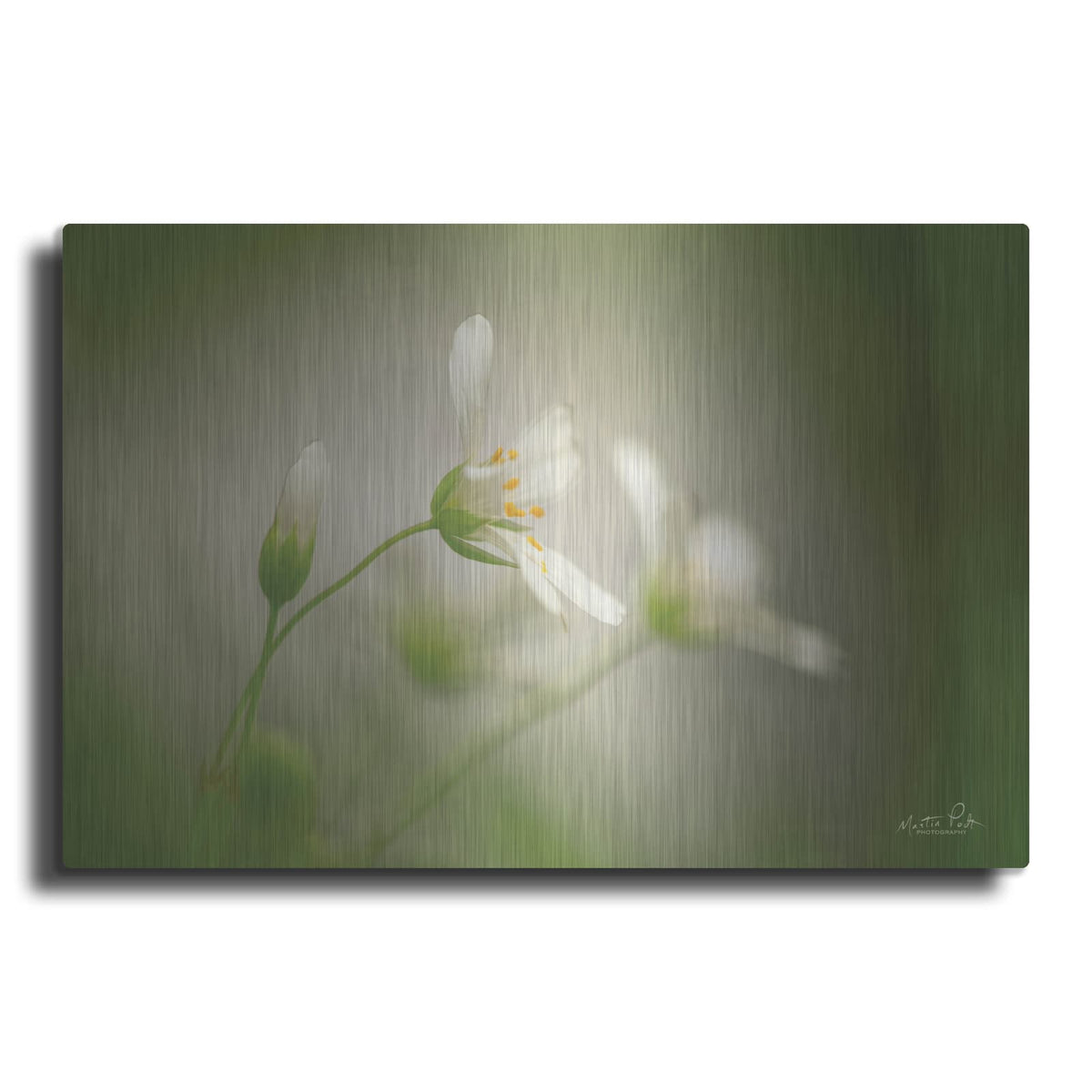 'Stellaria' by Martin Podt – Metal Wall Art