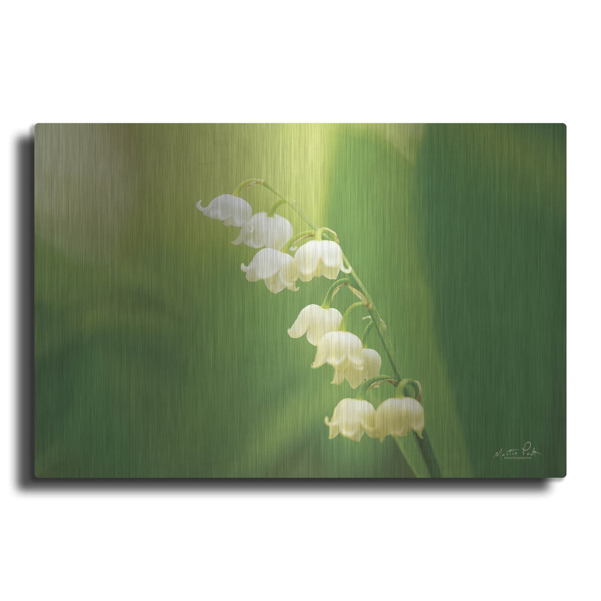 'Lily of the Valley' by Martin Podt – Metal Wall Art