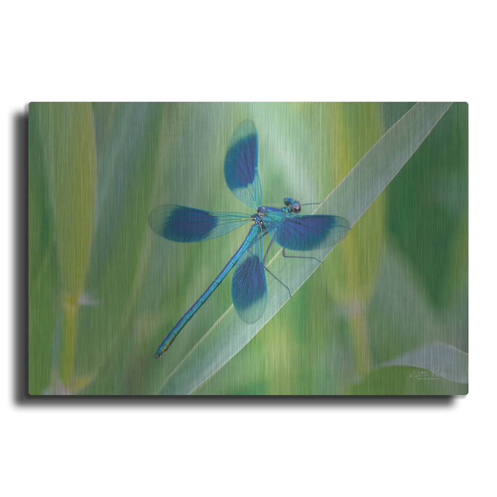 'Damselfly in Blue' by Martin Podt – Metal Wall Art