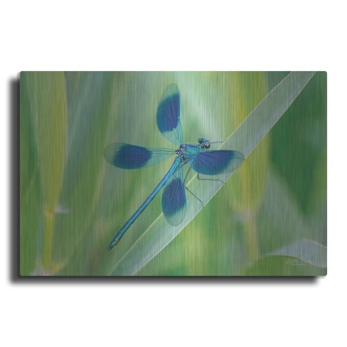 'Damselfly in Blue' by Martin Podt – Metal Wall Art