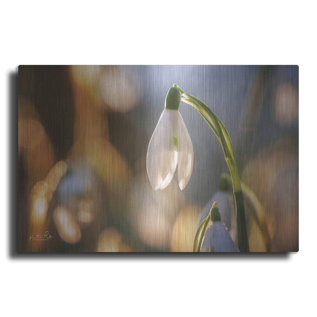 'Shining Beauty' by Martin Podt – Metal Wall Art