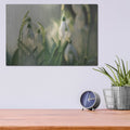 'Snowdrops' by Martin Podt – Metal Wall Art, 16x12 room view