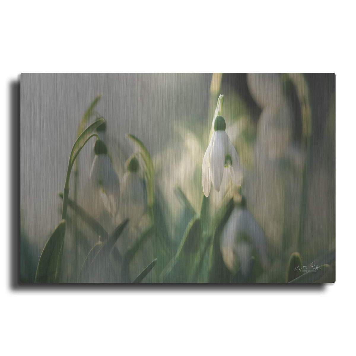 'Snowdrops' by Martin Podt – Metal Wall Art