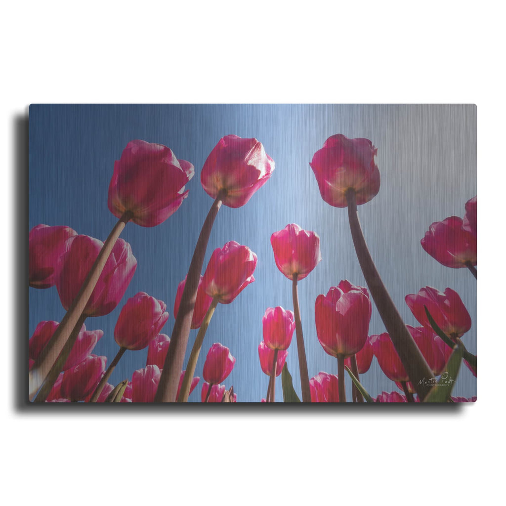 'Look Up in Pink' by Martin Podt – Metal Wall Art