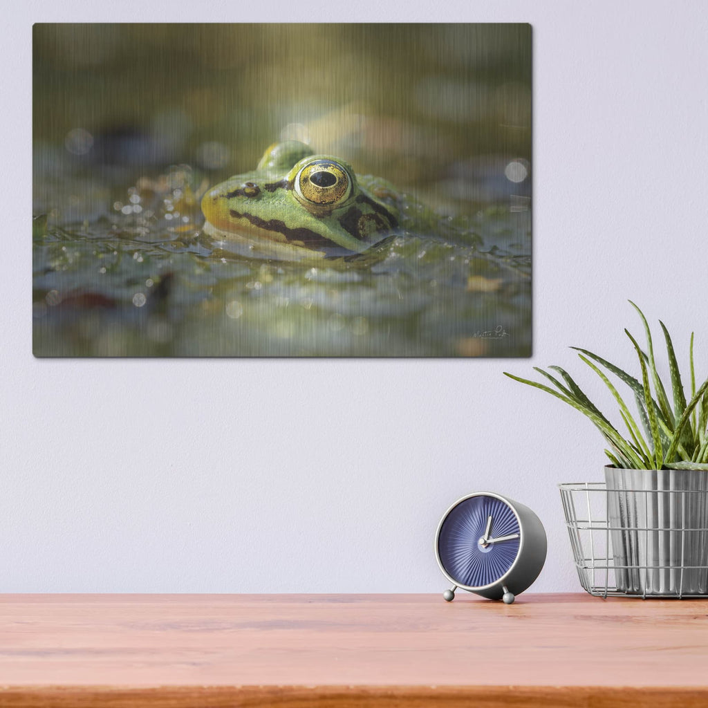 'Frog' by Martin Podt – Metal Wall Art, 16x12 room view