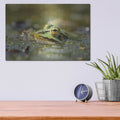 'Frog' by Martin Podt – Metal Wall Art, 16x12 room view