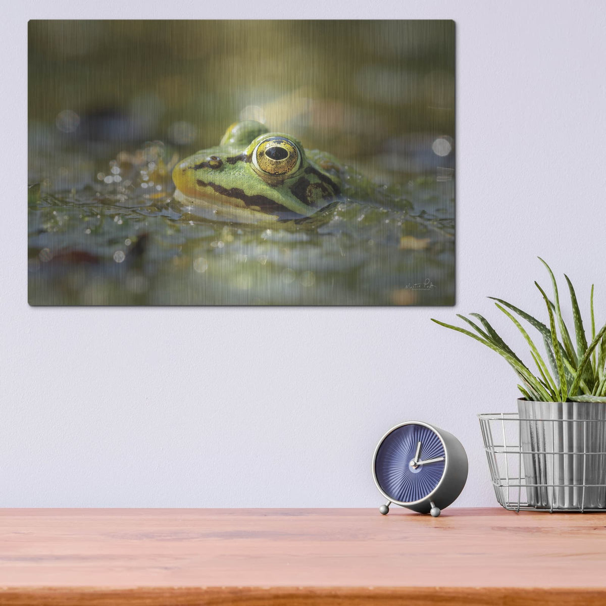 'Frog' by Martin Podt – Metal Wall Art, 16x12 room view