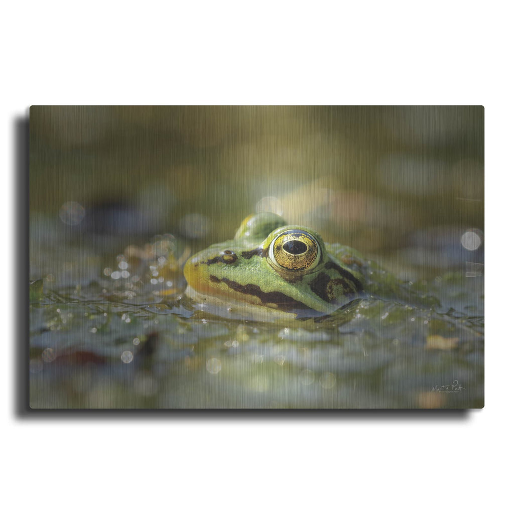 'Frog' by Martin Podt – Metal Wall Art