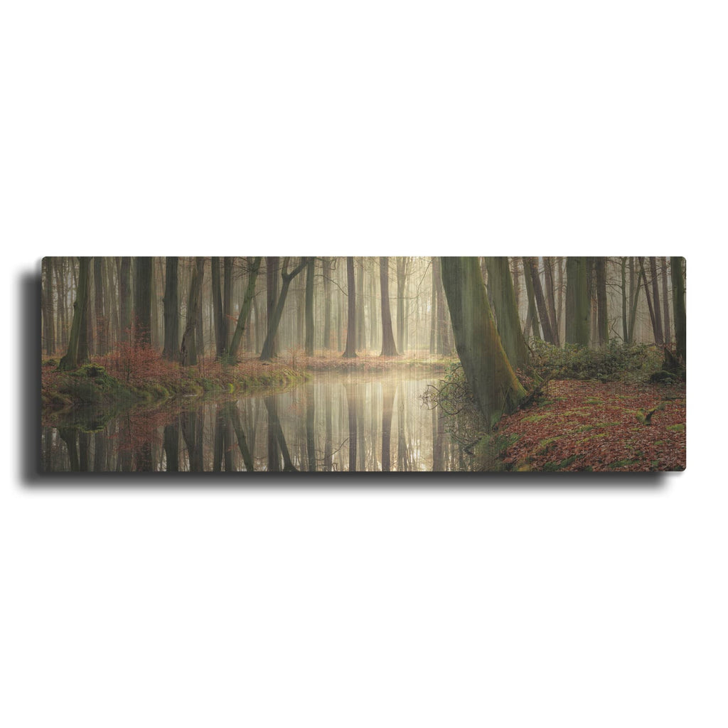 'The Healing Power of Forests' by Martin Podt – Metal Wall Art