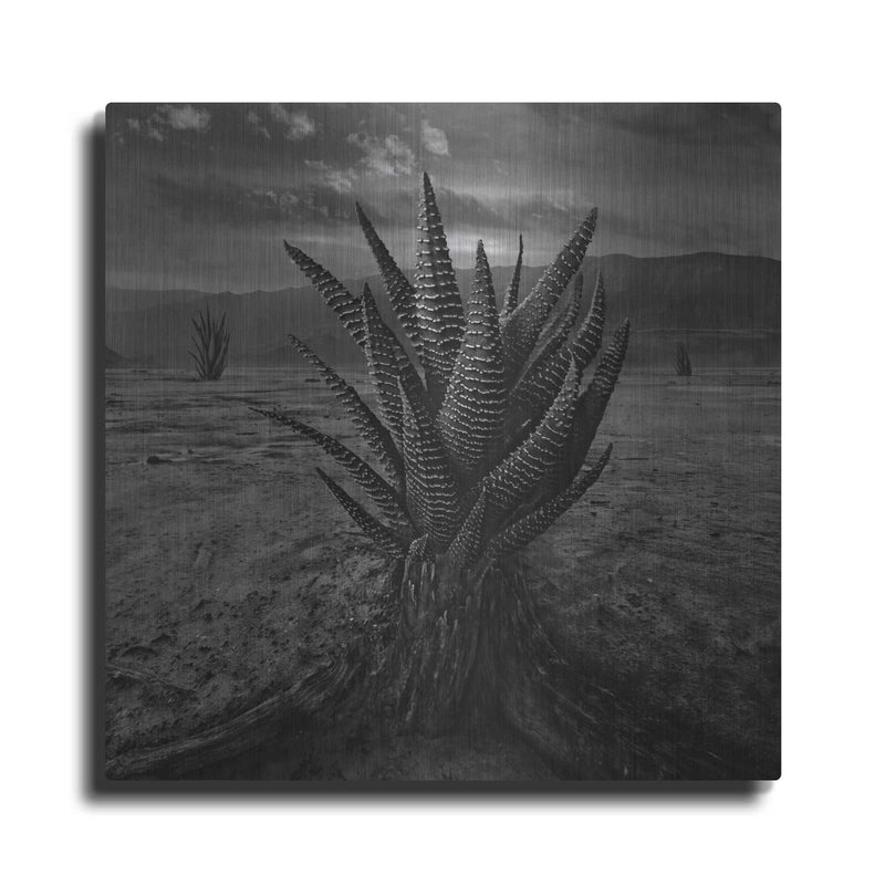 'Cactus' by Dariusz Klimczak – Metal Wall Art