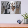 'Peruvian Visitors' by Jan Henderson – Metal Wall Art, 16x12 room view