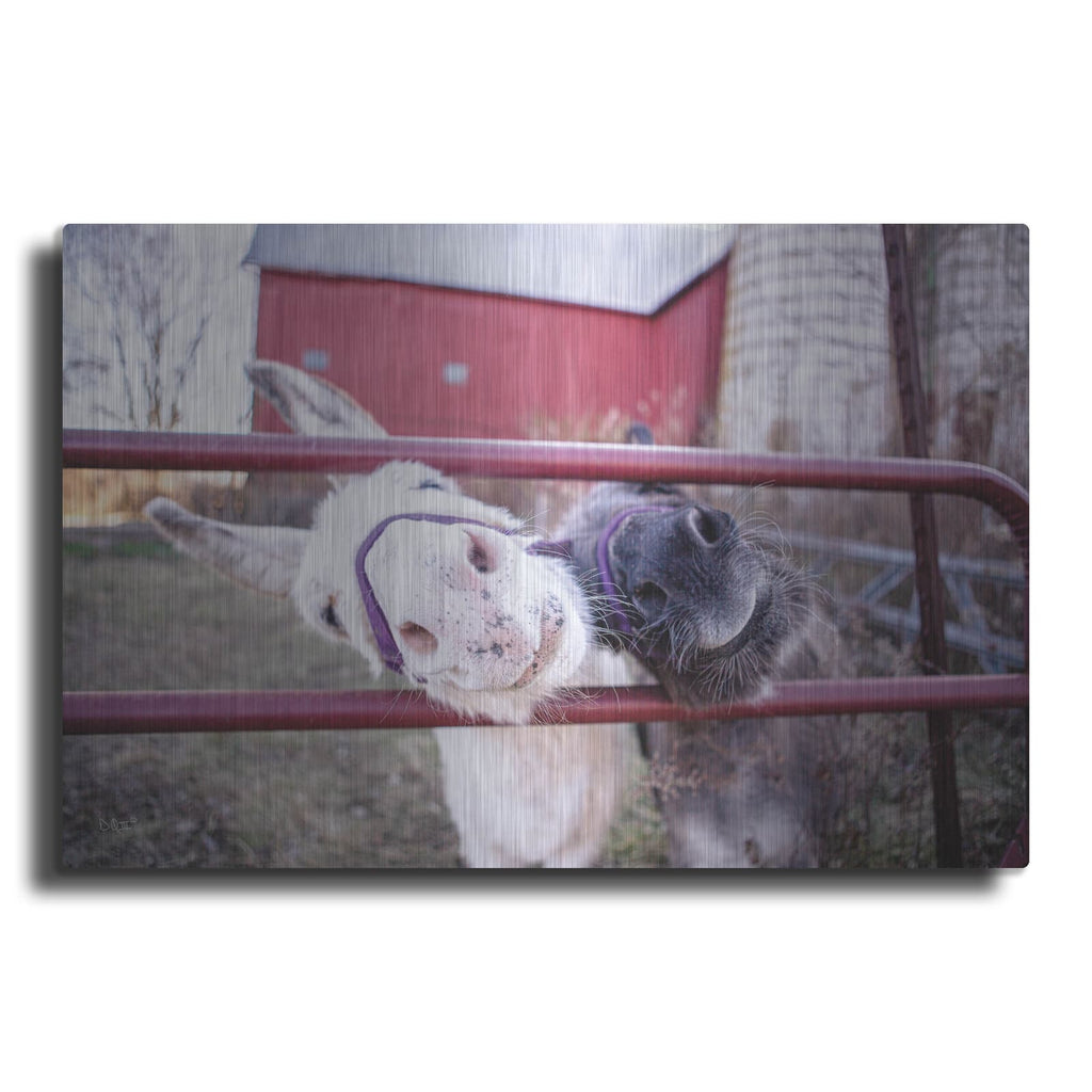 'Hey Donkeys II' by Donnie Quillen – Metal Wall Art