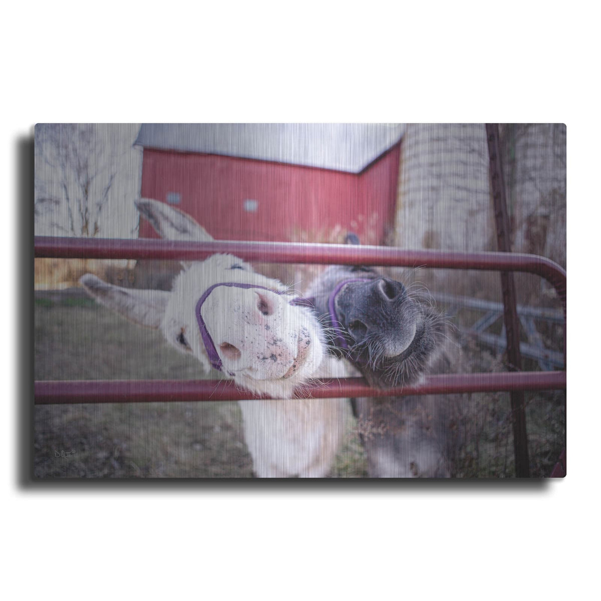 'Hey Donkeys II' by Donnie Quillen – Metal Wall Art