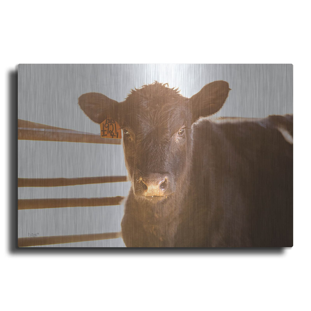 'Baby Cow II' by Donnie Quillen – Metal Wall Art
