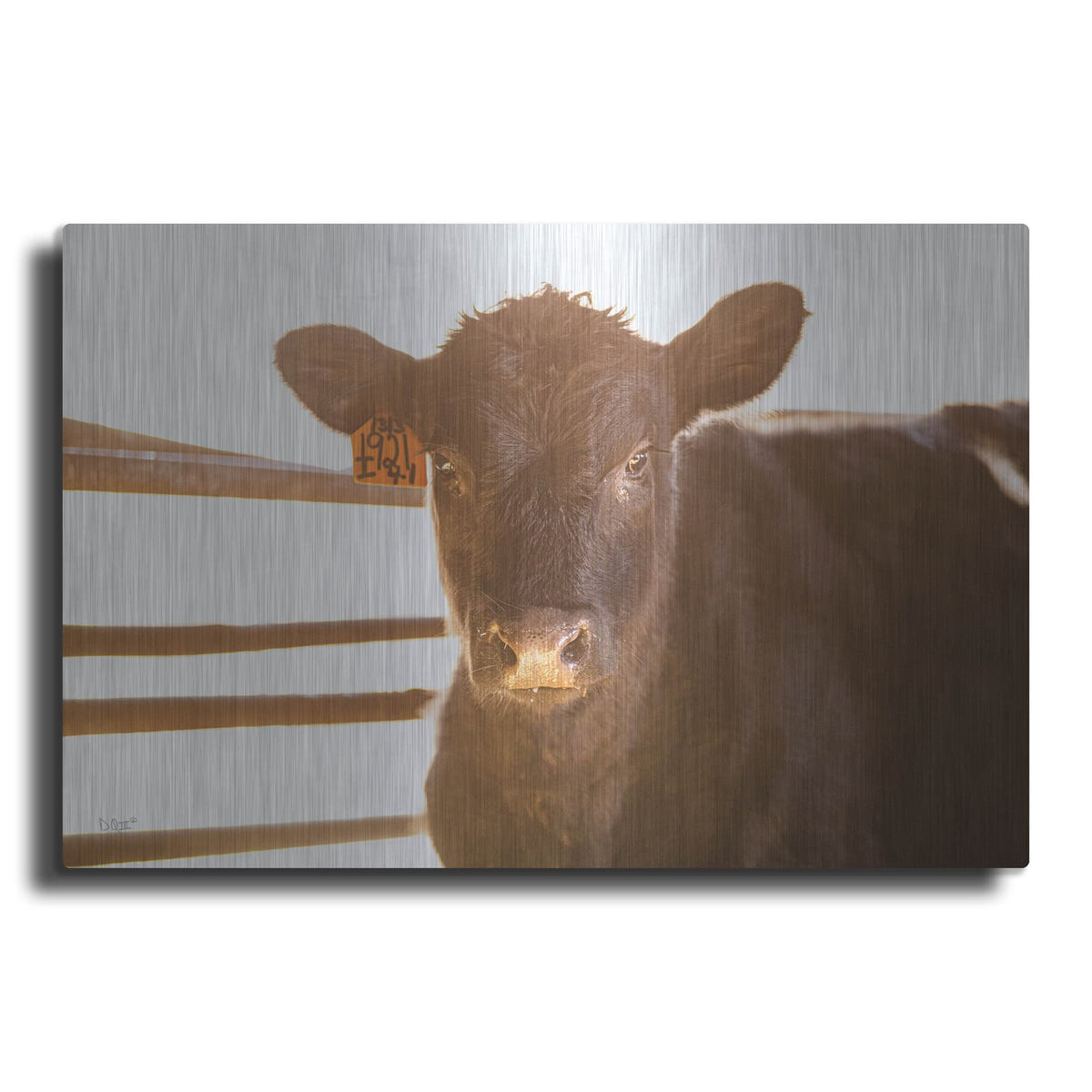 'Baby Cow II' by Donnie Quillen – Metal Wall Art