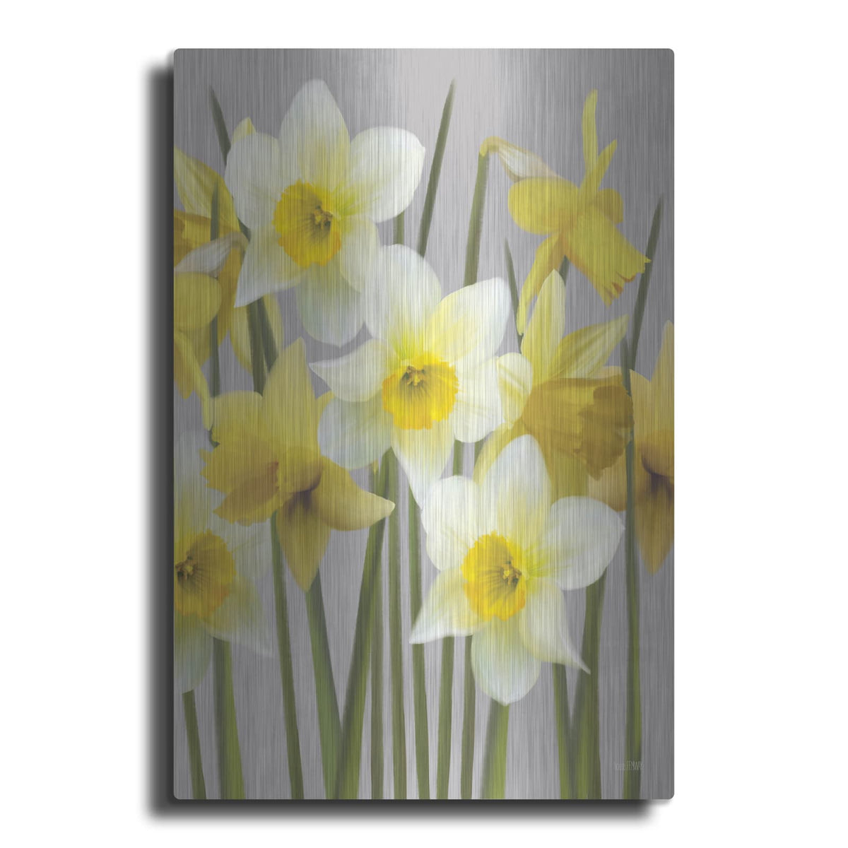 'Spring Daffodils' by House Fenway – Metal Wall Art