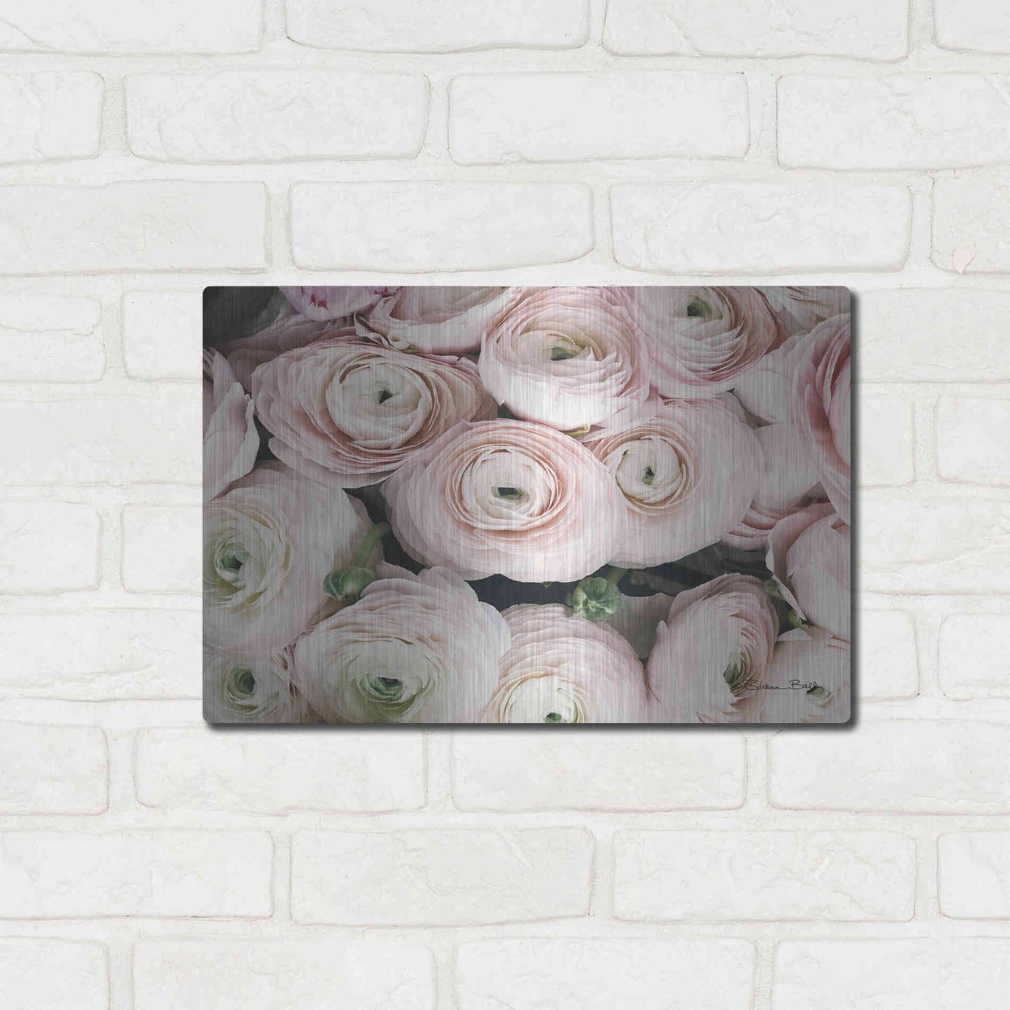 Luxe Metal Art 'Soft Pink Ranunculus' by Susan Ball, Metal Wall Art,16x12