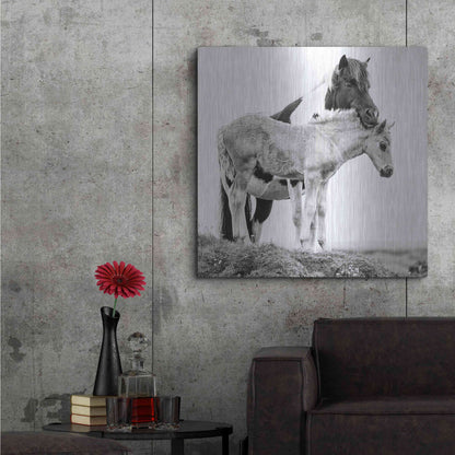 Luxe Metal Art 'BandW Horses I' by PH Burchett, Metal Wall Art,36x36