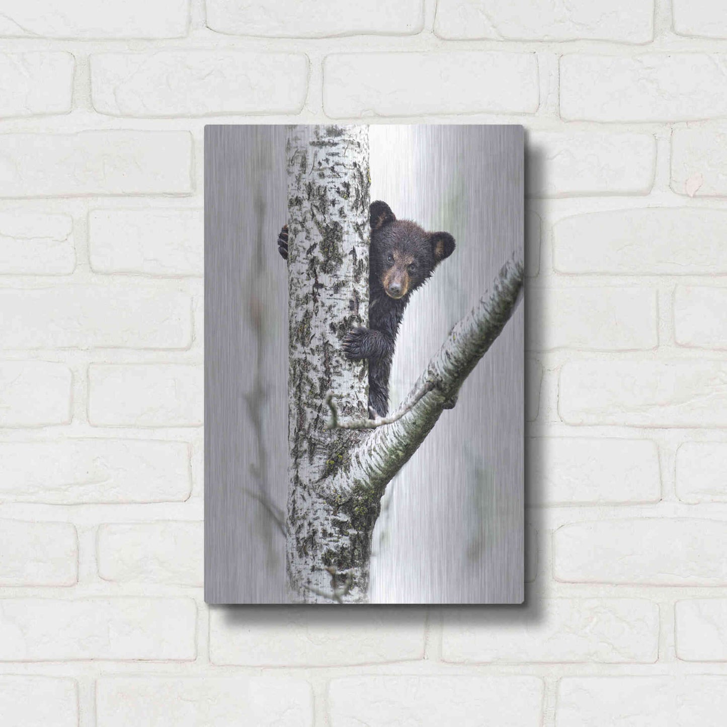 Luxe Metal Art 'Bears at Play V' by PH Burchett, Metal Wall Art,12x16