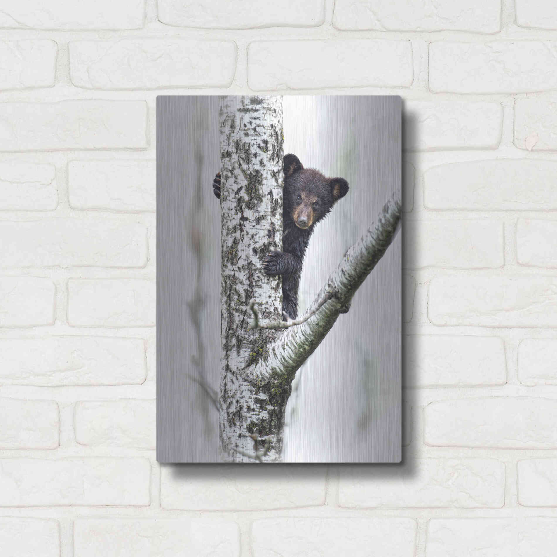 Luxe Metal Art 'Bears at Play V' by PH Burchett, Metal Wall Art,12x16