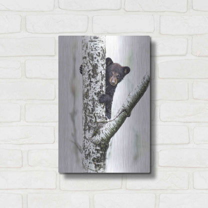 Luxe Metal Art 'Bears at Play V' by PH Burchett, Metal Wall Art,12x16