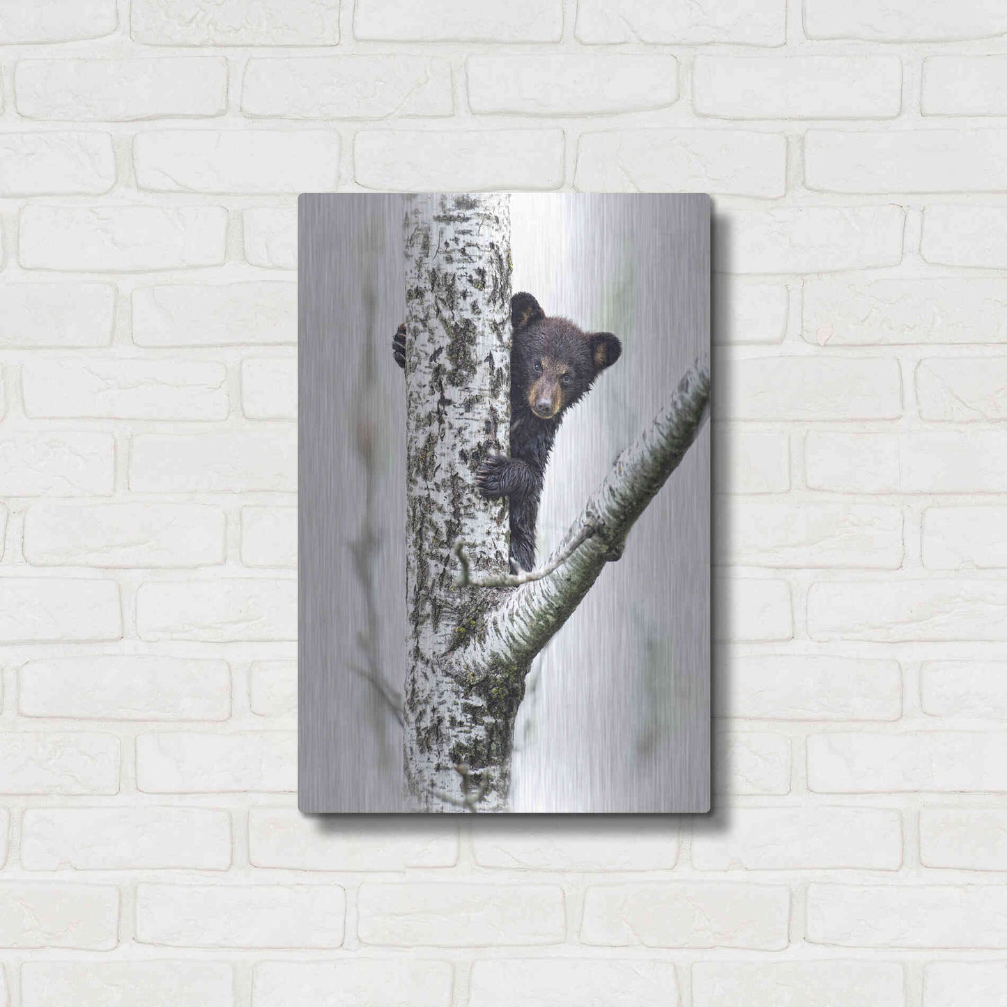 Luxe Metal Art 'Bears at Play V' by PH Burchett, Metal Wall Art,16x24