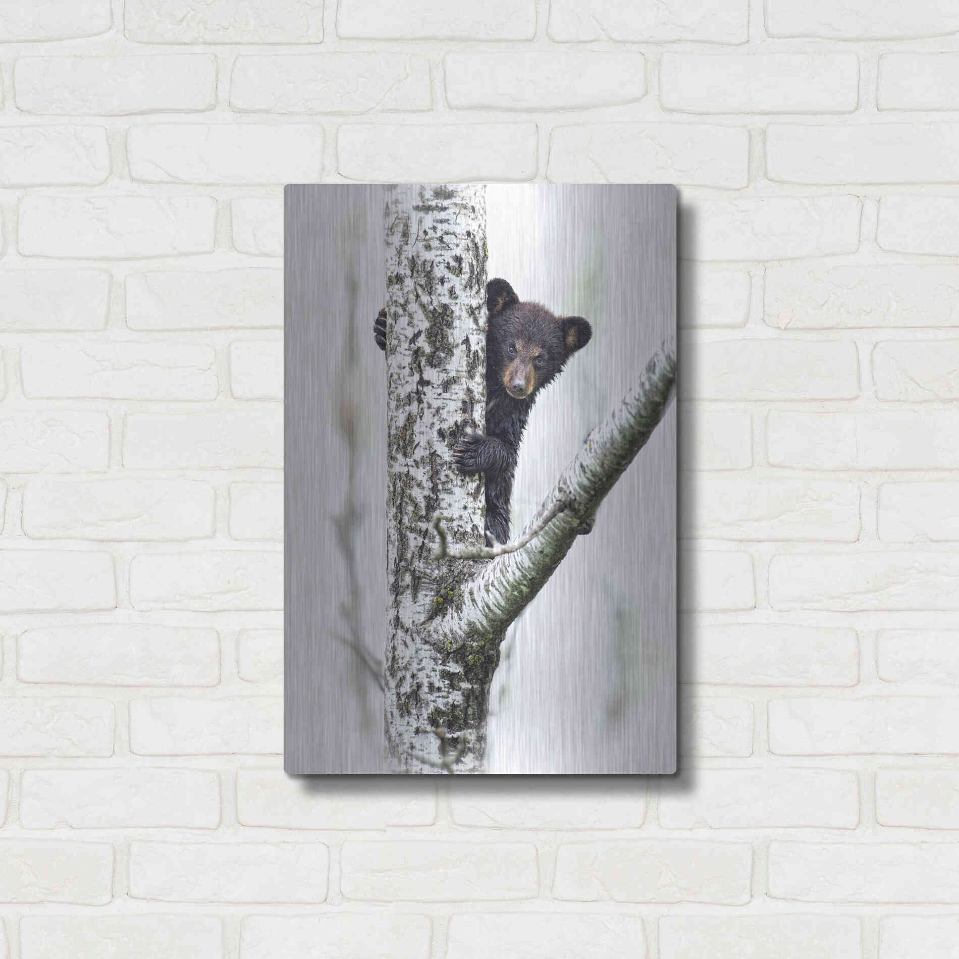 Luxe Metal Art 'Bears at Play V' by PH Burchett, Metal Wall Art,16x24