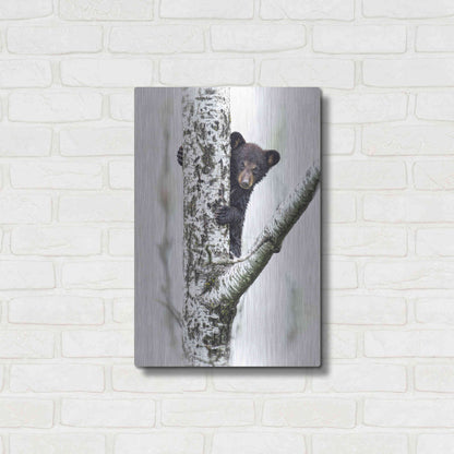 Luxe Metal Art 'Bears at Play V' by PH Burchett, Metal Wall Art,16x24