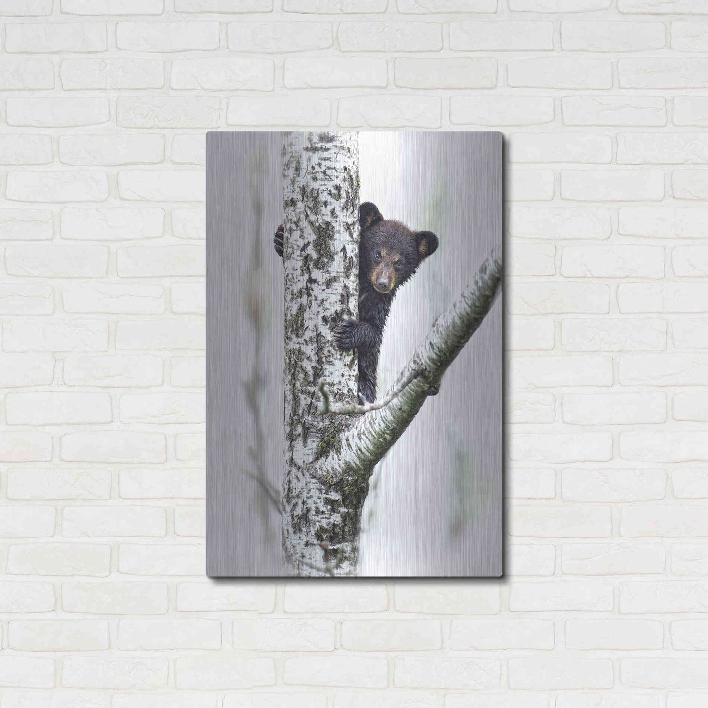 Luxe Metal Art 'Bears at Play V' by PH Burchett, Metal Wall Art,24x36