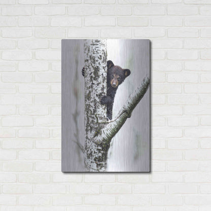 Luxe Metal Art 'Bears at Play V' by PH Burchett, Metal Wall Art,24x36