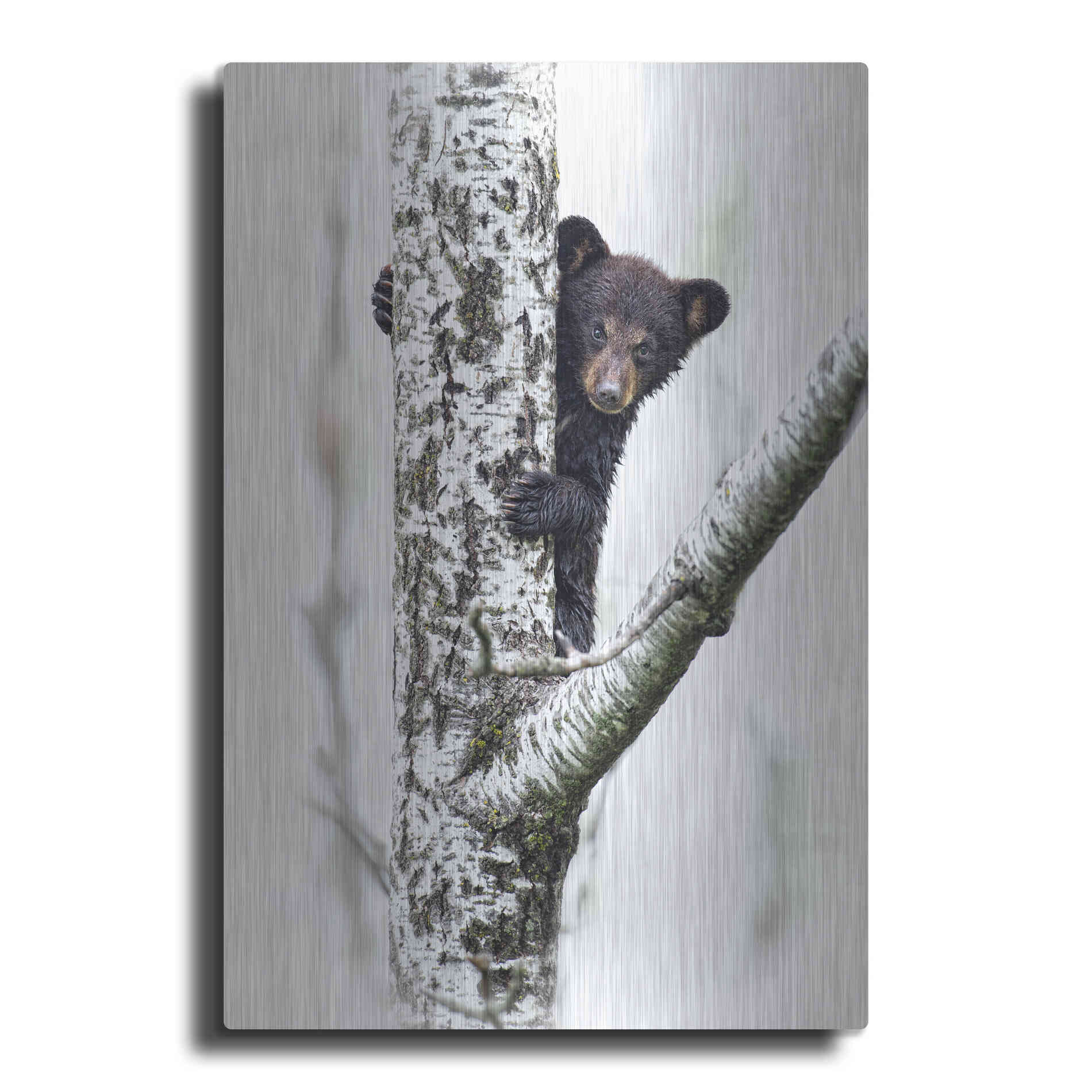 Luxe Metal Art 'Bears at Play V' by PH Burchett, Metal Wall Art