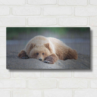 Luxe Metal Art 'Bear Life X' by PH Burchett, Metal Wall Art,24x12