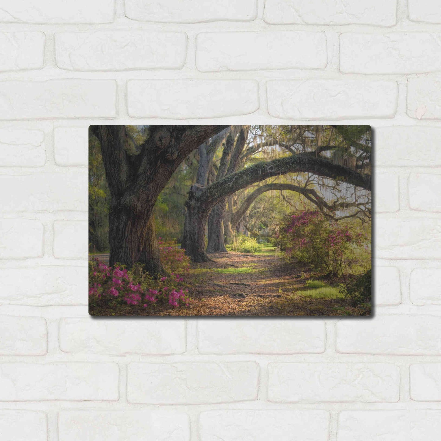 Luxe Metal Art 'Under the Live Oaks I' by Danny Head, Metal Wall Art,16x12