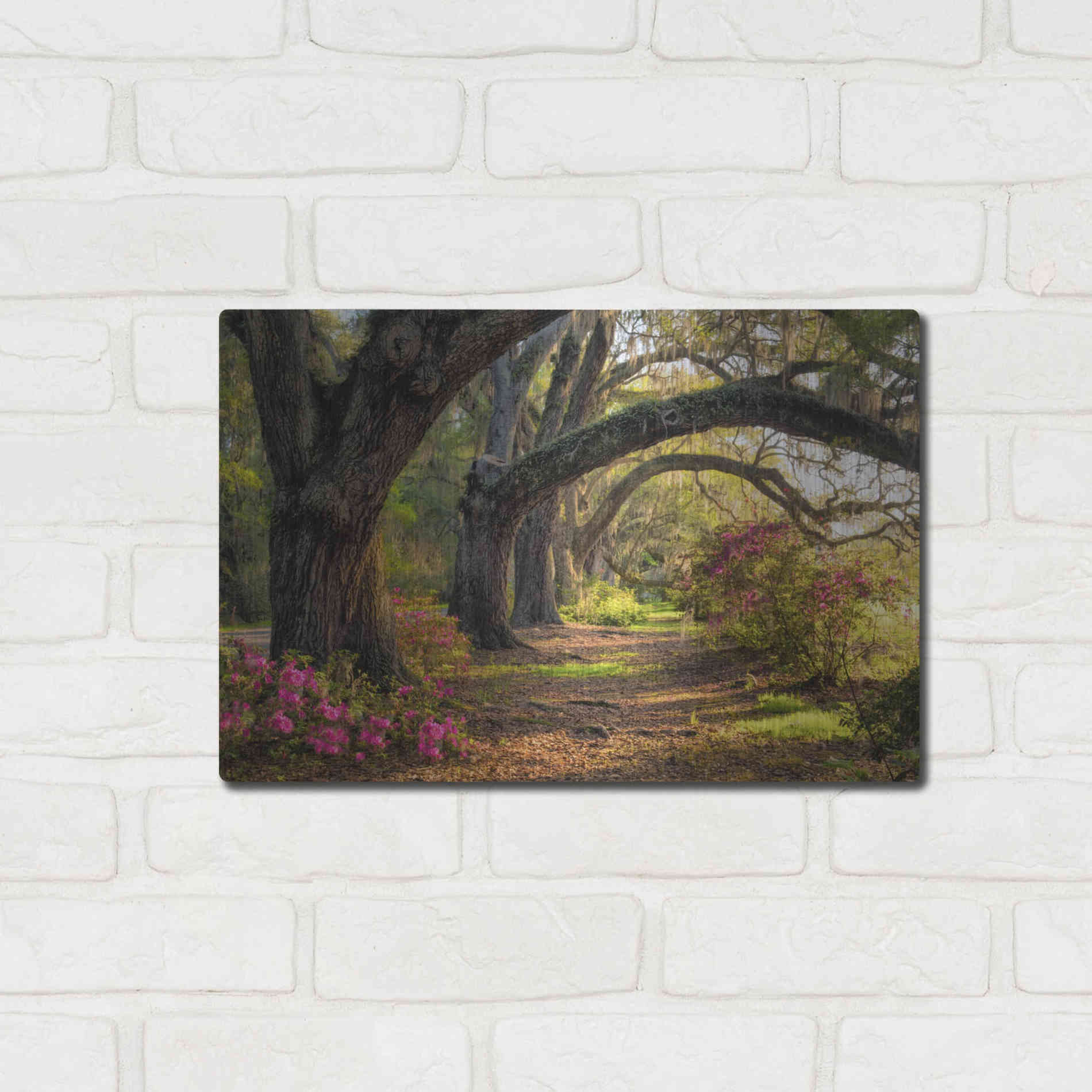 Luxe Metal Art 'Under the Live Oaks I' by Danny Head, Metal Wall Art,16x12