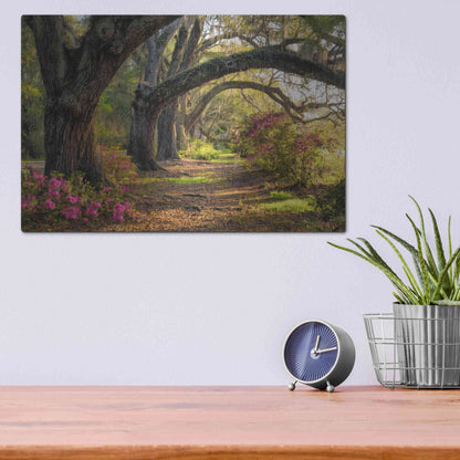 Luxe Metal Art 'Under the Live Oaks I' by Danny Head, Metal Wall Art,16x12