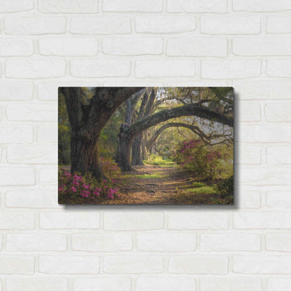 Luxe Metal Art 'Under the Live Oaks I' by Danny Head, Metal Wall Art,24x16