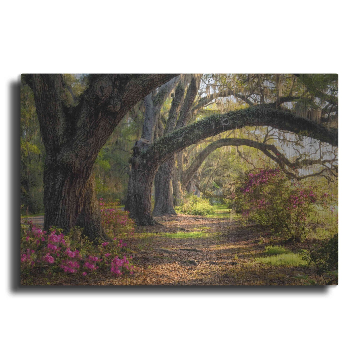 Luxe Metal Art 'Under the Live Oaks I' by Danny Head, Metal Wall Art