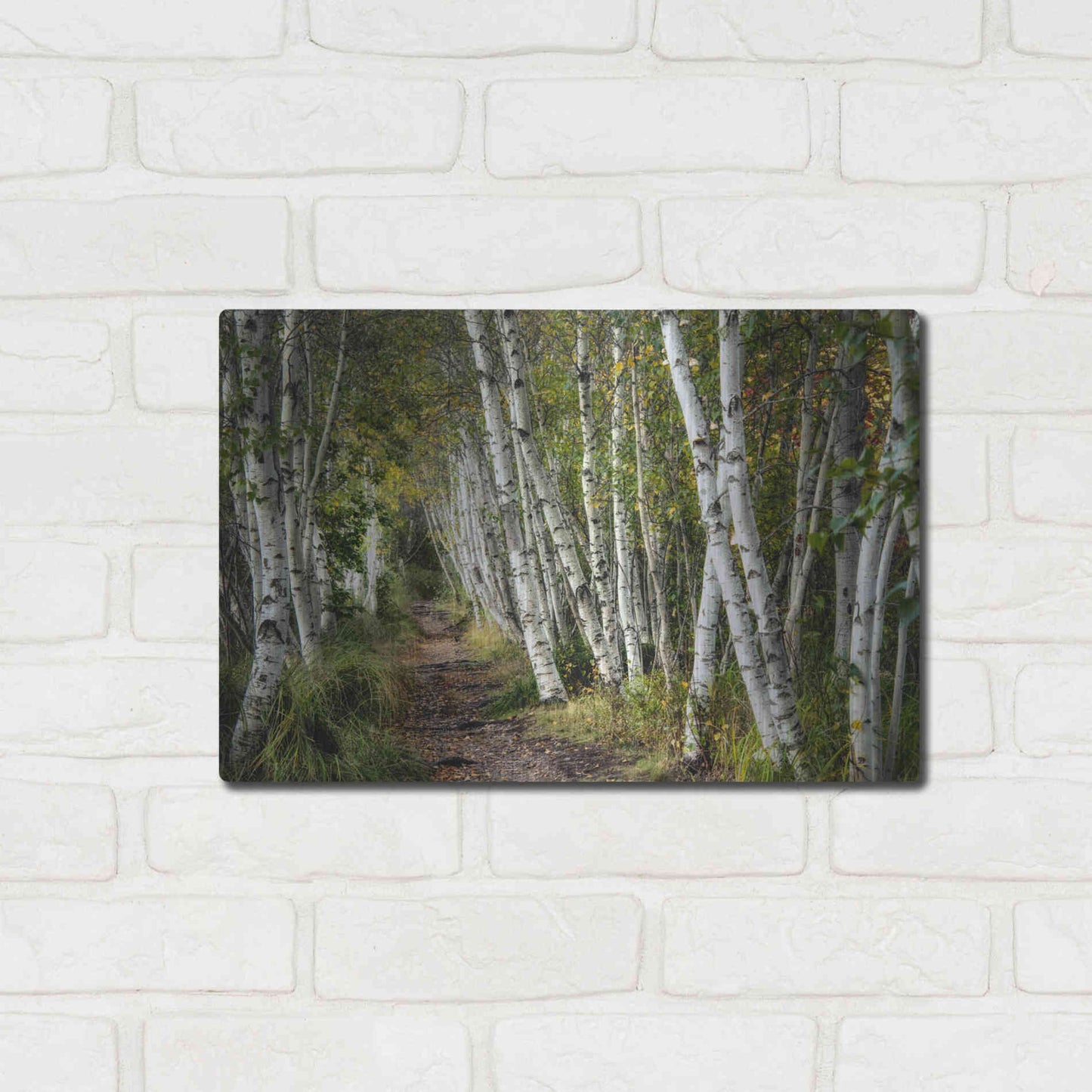 Luxe Metal Art 'A Walk Through the Birch Trees' by Danny Head, Metal Wall Art,16x12
