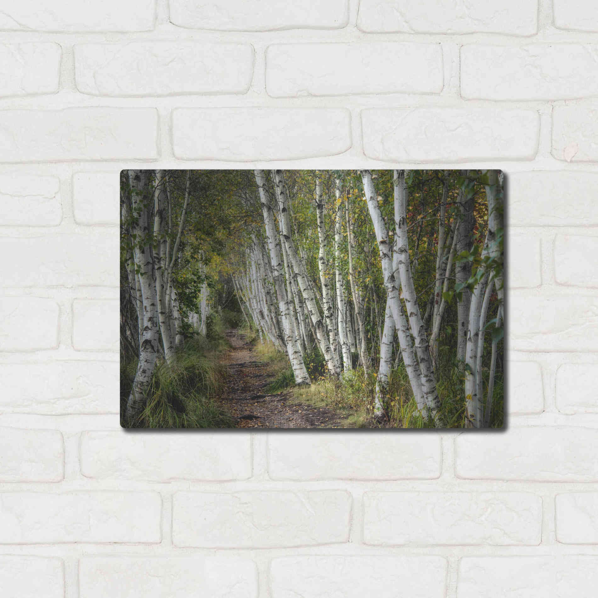 Luxe Metal Art 'A Walk Through the Birch Trees' by Danny Head, Metal Wall Art,16x12