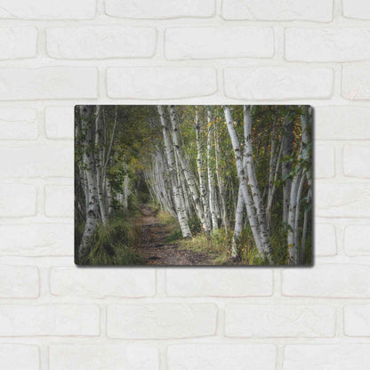Luxe Metal Art 'A Walk Through the Birch Trees' by Danny Head, Metal Wall Art,16x12