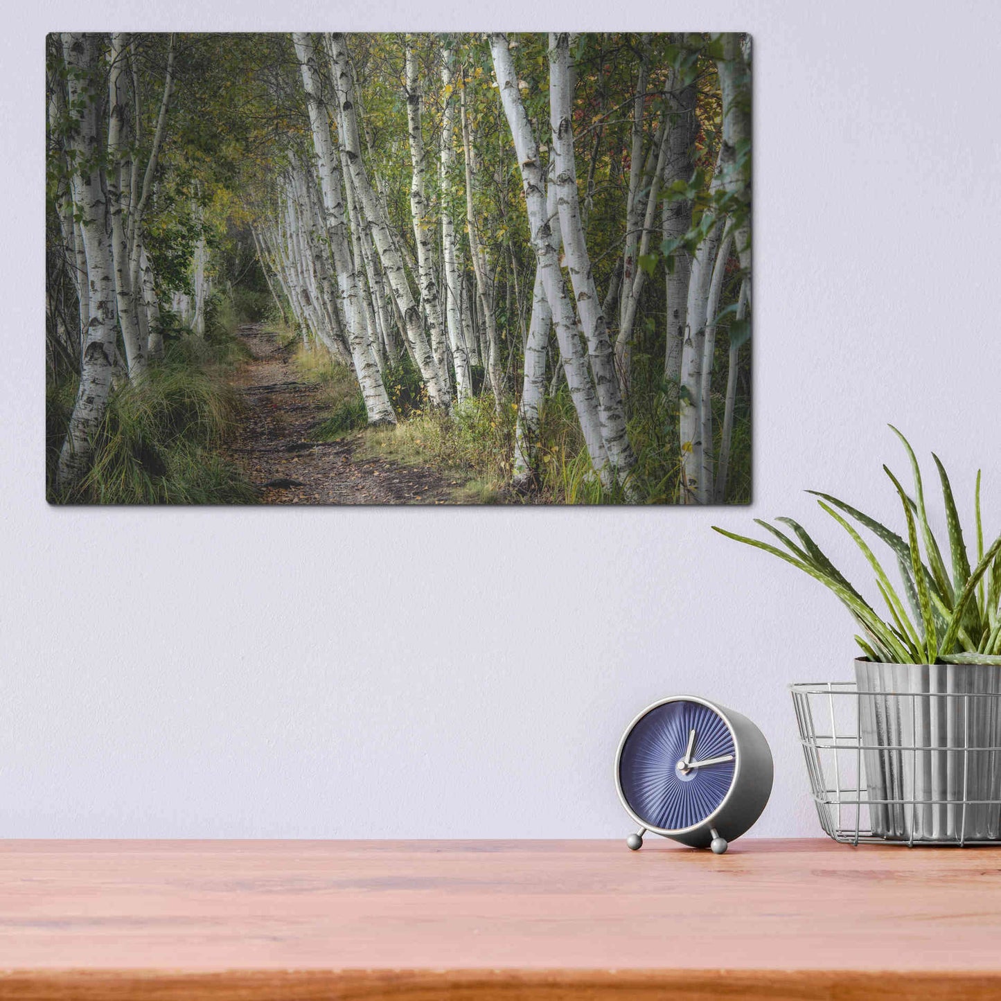 Luxe Metal Art 'A Walk Through the Birch Trees' by Danny Head, Metal Wall Art,16x12