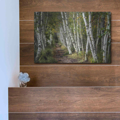 Luxe Metal Art 'A Walk Through the Birch Trees' by Danny Head, Metal Wall Art,16x12