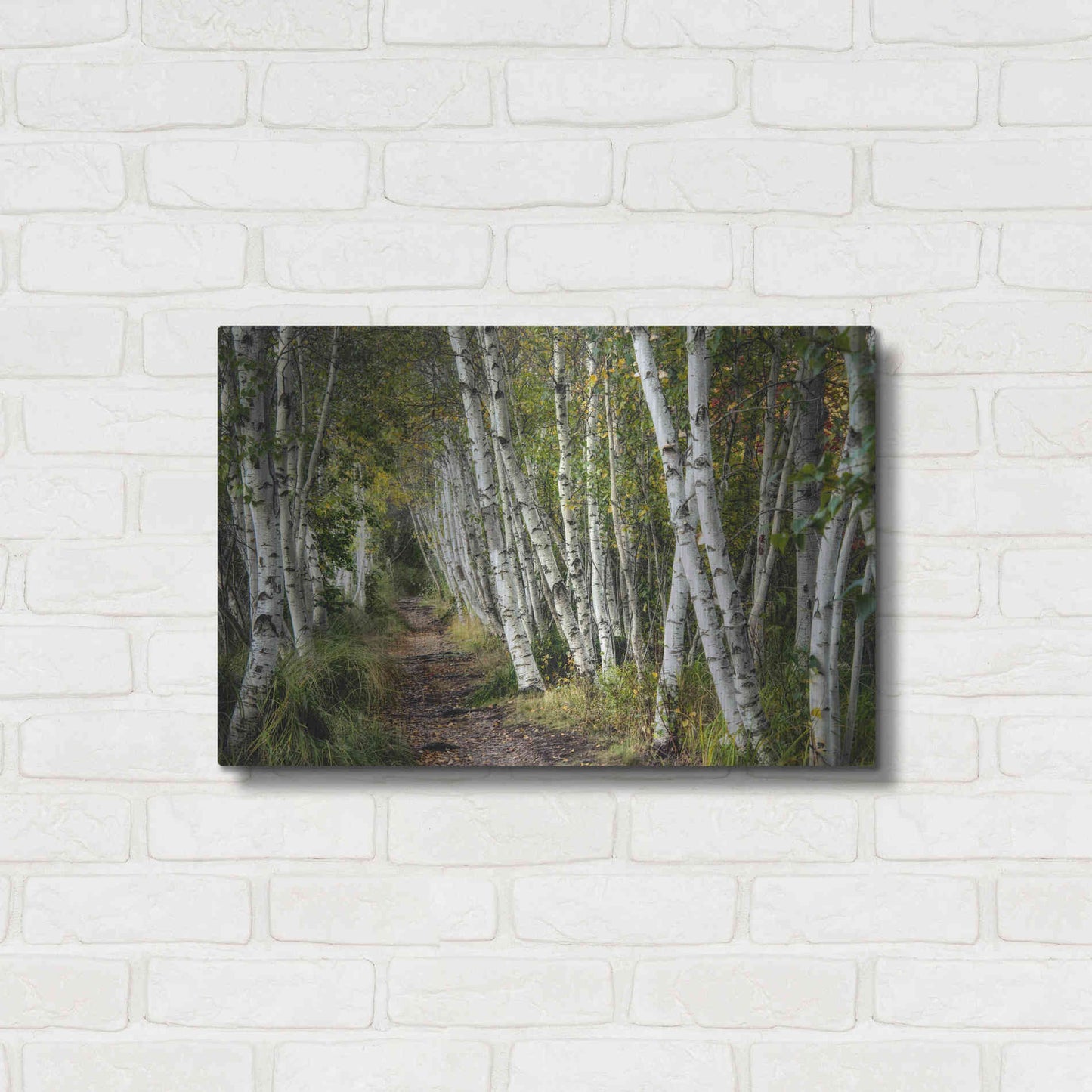 Luxe Metal Art 'A Walk Through the Birch Trees' by Danny Head, Metal Wall Art,24x16